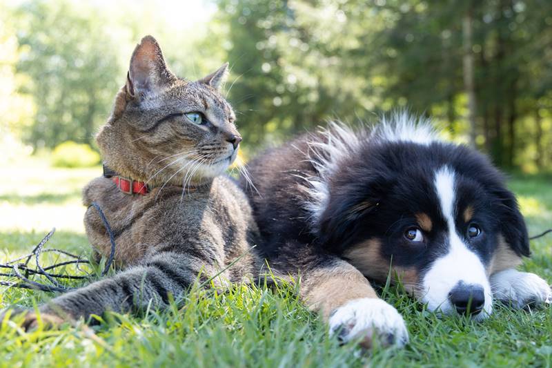 Šunų ir kačių alergijos