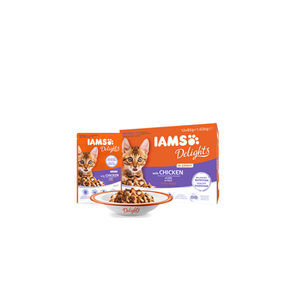 IAMS Kitten chicken 85g x 10vnt