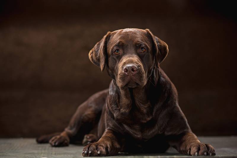 Labradoro retriveris: kilmė, charakteris ir sveikata 7 Labradoro retriveris