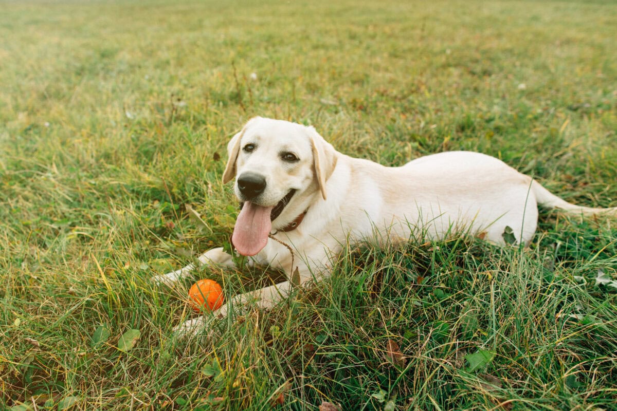 Labradoro retriveris: kilmė, charakteris ir sveikata 5 Retriverio priežiūra