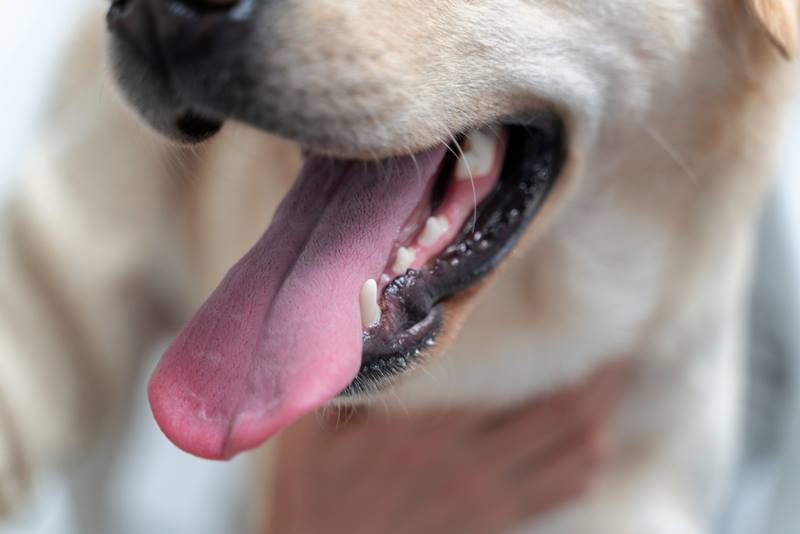 Šuns dantų uždegimas (gingivitas) – priežastys, gydymas 7 Šuns dantų uždegimas (gingivitas)
