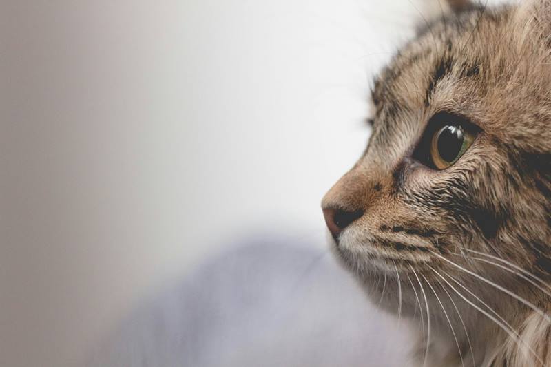 Kačių leukemijos virusas (FeLV) – simptomai, gydymas ir prevencija 1 Kačių leukemijos virusas
